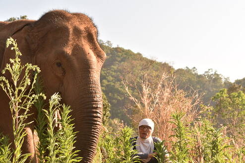 GVI: Internships in Thailand