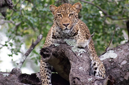 GVI: Internships in South Africa Wildlife conservation