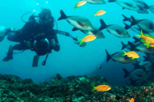 Master the art of underwater photography