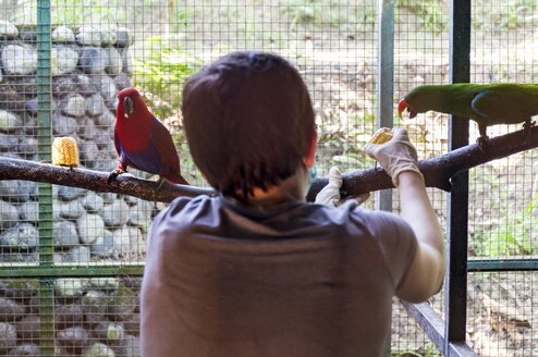 Cleaning and feeding the birds