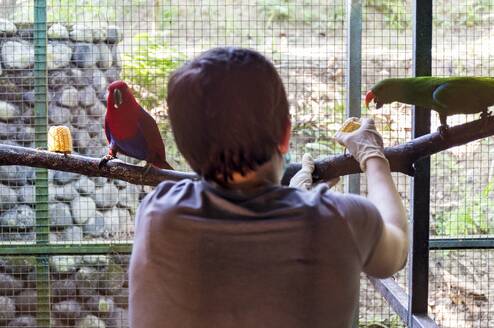 Cleaning and feeding the birds