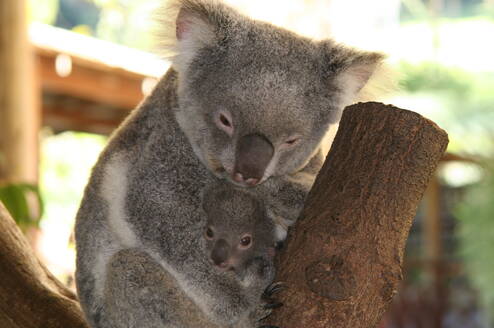 Koko and Joey