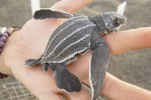 Sea Turtle & Marine Conservation in Monterrico