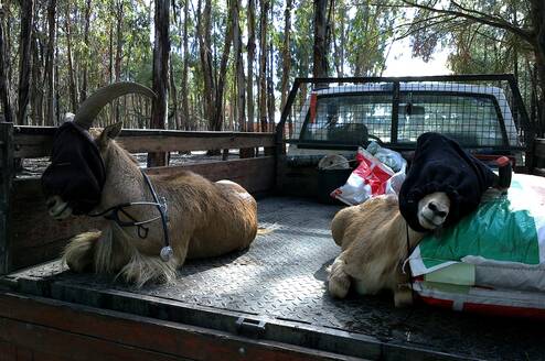 Barbary sheep immobilized