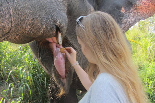 Volunteer feeding the elephant a sweet treat