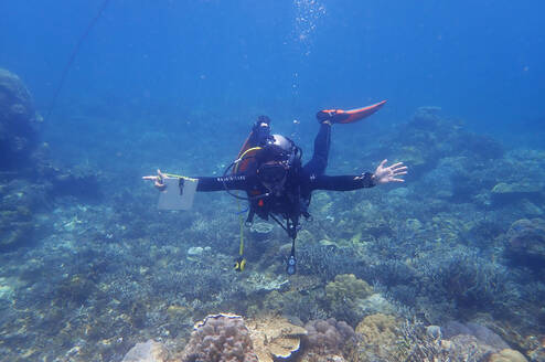 Reef Check Reef Survey in Action