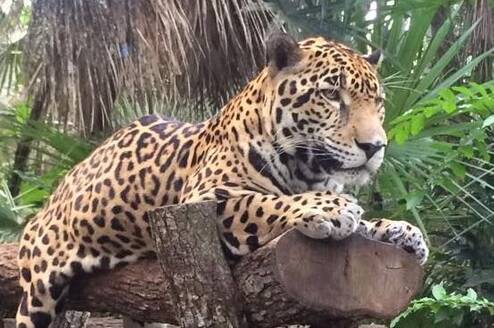 Belize wildlife