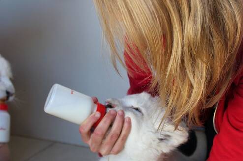 Volunteering Big Cat Projekt South Africa