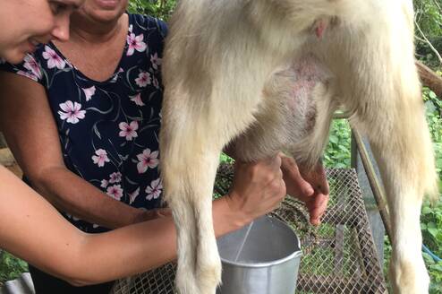 You can learn how to milk a Goat