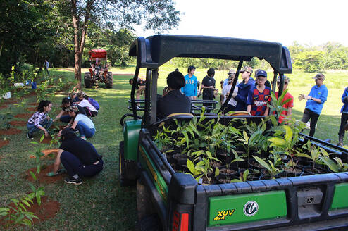 Rainforest Tree Planting