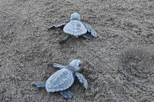Olive Ridley hatchlings