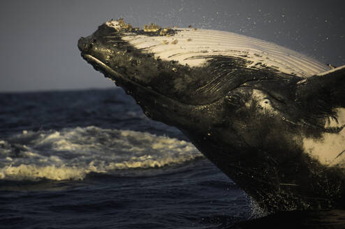 Humpback whale