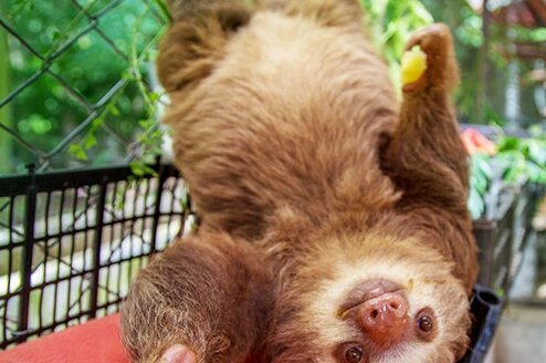 Two toed sloth at an animal rescue center in Costa Rica