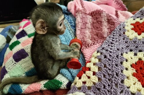 Orphaned monkey in need of love