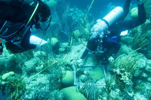 Laying a coral transect