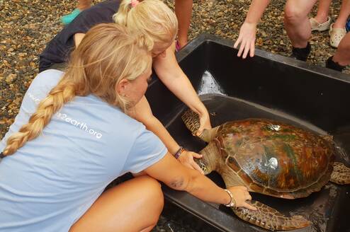 Volunteers caring for sea turtle in rehab