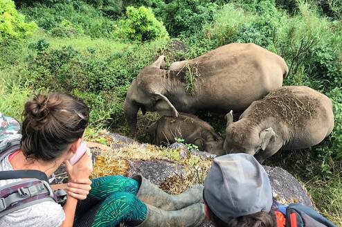 Learn about elephant behaviours