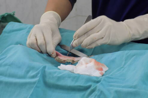 vet performing spay surgery at our clinic in Jerusalem 