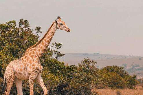 Big 5 African Wildlife & Conservation