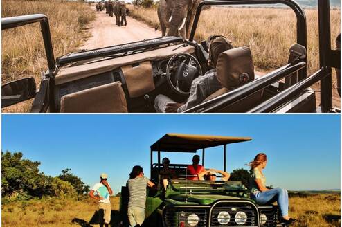 safari