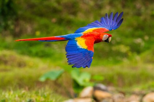 Scarlet macaw flying in Costa Rica
