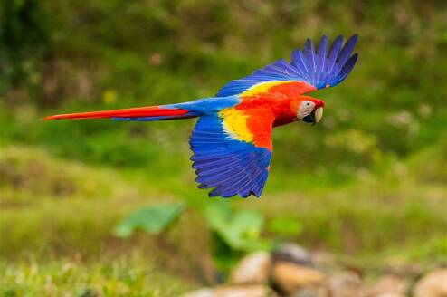 Scarlet macaw flying in Costa Rica