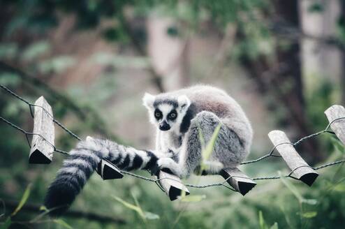 Lemur