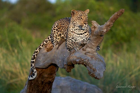 Leopard rests on a downed tree