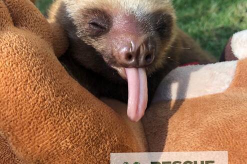 Maximus the sloth