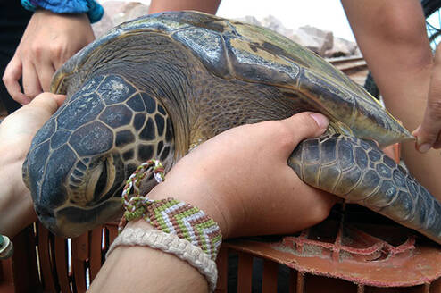In Water Sea turtle Research - South Brazil