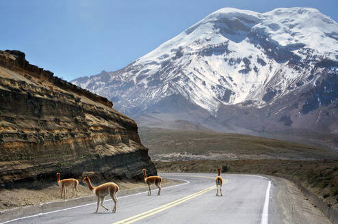Chimborazo Mt.