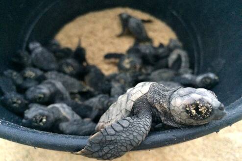 Sea turtle hatchlings inside a bucket about to be released to the sea