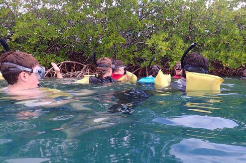 Snorkeling in mangroves