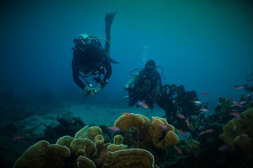 Two scuba divers by a reef.