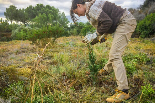 planting native trees