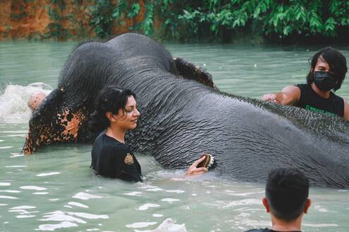 Premier TEFL paid Thailand internship woman washing elephant in water