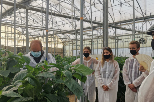Students watching a pepper crop