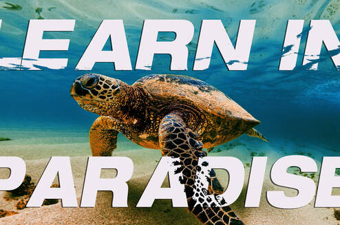 Learn in Paradise 
