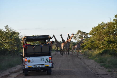 Giraffes crossing the road in Kruger National Park as students watch