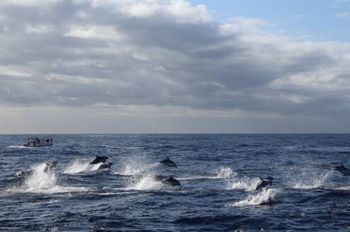 Marine Conservation Project in Tenerife