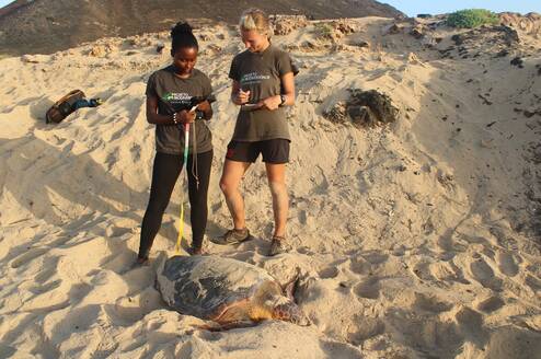 Volunteers with nesting loggerhead turtle at daytime