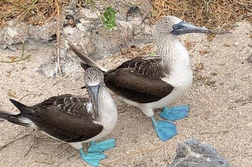 Blue-footed boobies on beach