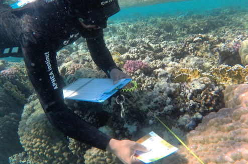 Marine Conservation Internship | Red Sea - Egypt | Field Program