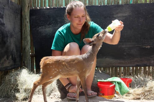 Volunteer feeding an antelope