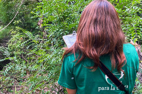Fieldwork with the Black-&-Gold Howlers in the forests around Pilar