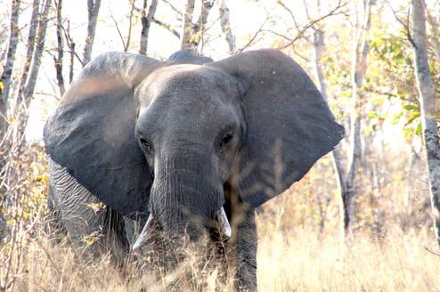 Elephant 