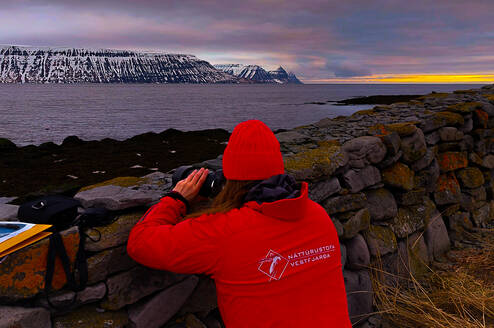 Guillemot breeding success