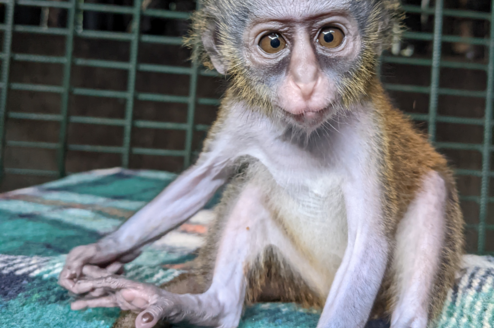 Baby mona monkey, Penja