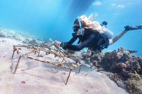 A woman scuba diving works on coral restoration.