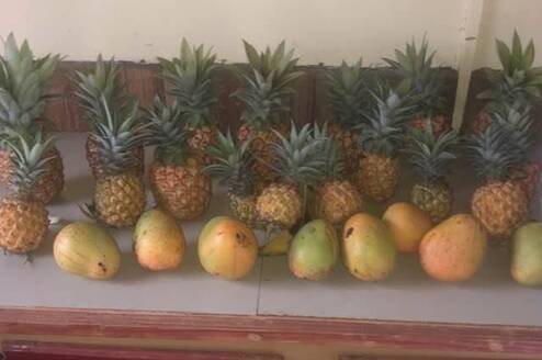 Growing pineapples! 